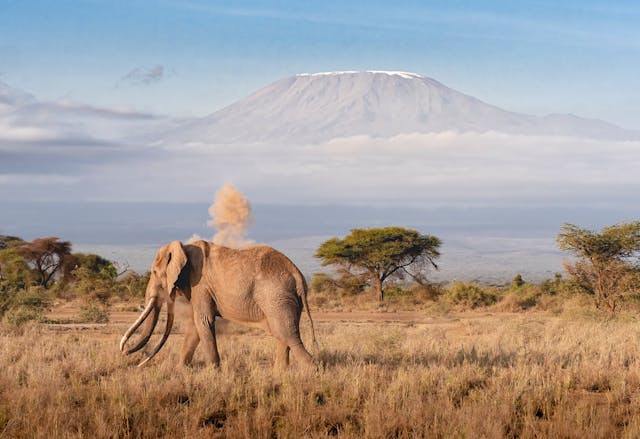 3 Day Amboseli Escape Safari